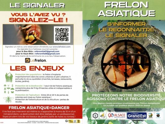 Lutte contre le frelon asiatique
